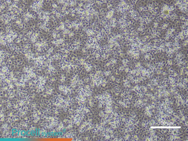 Mouse Epidermal Keratinocyte Complete Medium - 3