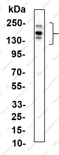 Recombinant c-Fms Monoclonal Antibody - 1