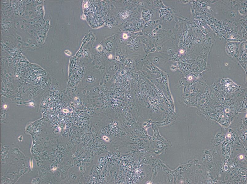 HPAF-II Cell Complete Medium - 3