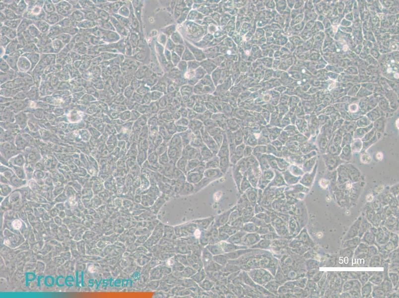 HT-29-GFP - 4