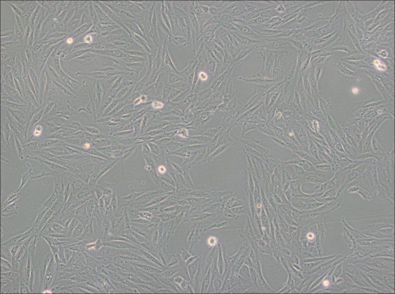 H9c2(2-1) Cell Complete Medium - 3