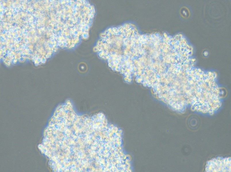 DMS 153 Cell Complete Medium - 6