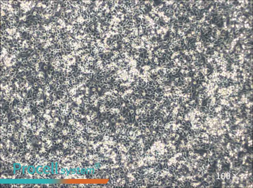 IHH-4 Cell Complete Medium - 2