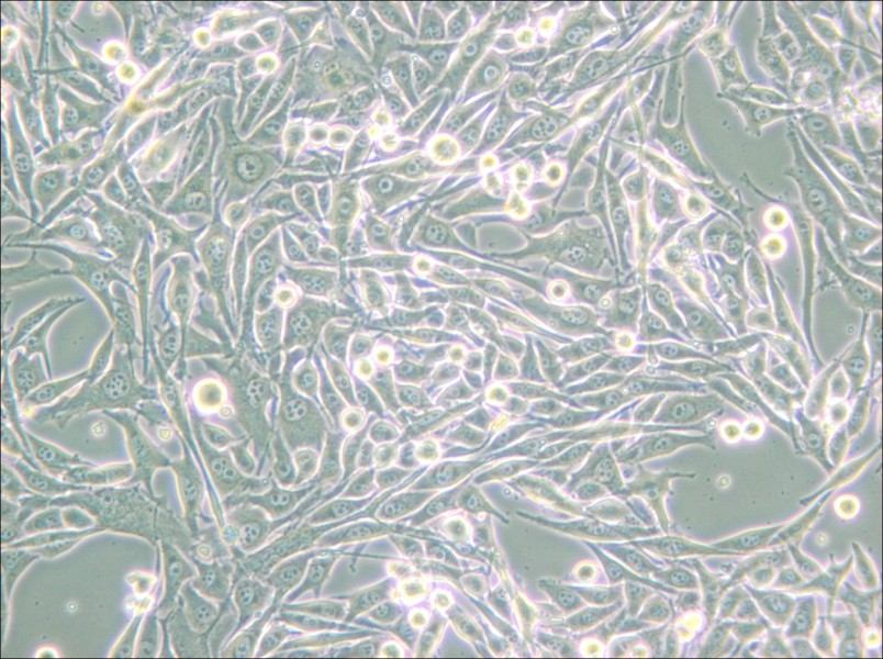 HMY-1 Cell Complete Medium - small - 6