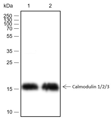 Recombinant Calmodulin 1/2/3 Monoclonal Antibody - small - 2