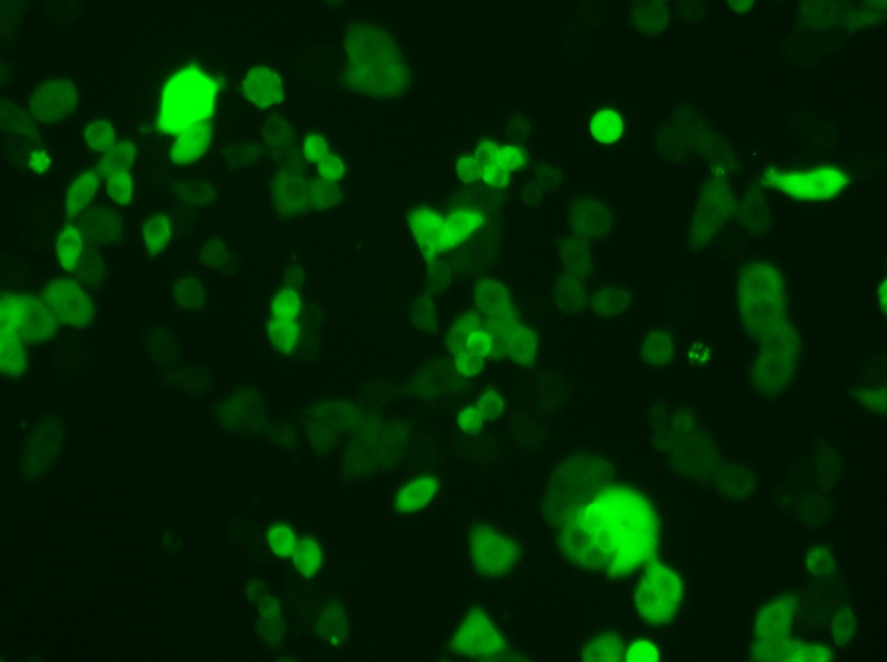 4T1-GFP Cell Complete Medium - 4