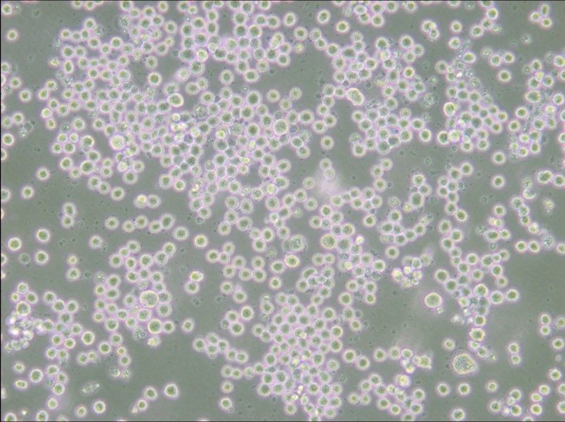 35.1 Cell Complete Medium - small - 4
