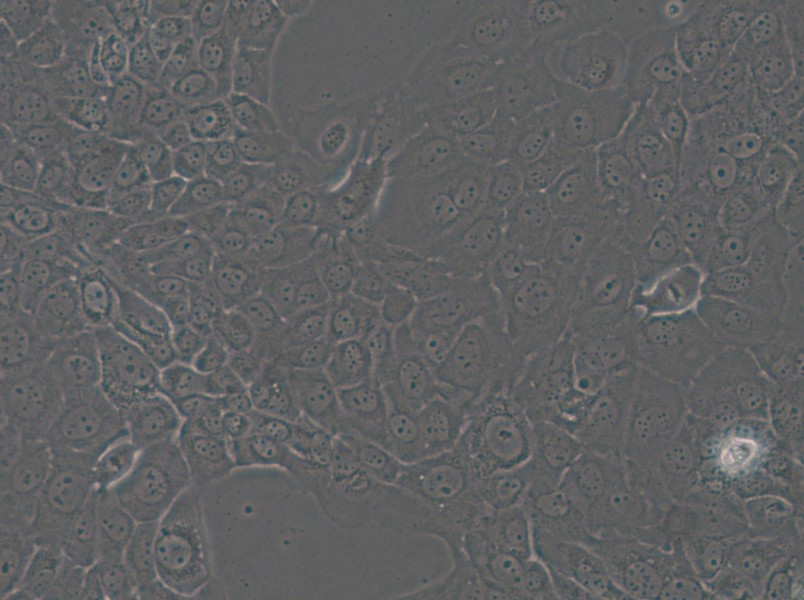 HT-3 Cell Complete Medium - 5
