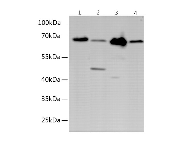 Western blot with anti-OCLN polyclonal Antibody at dilution of 1:500.lane 1: 293,lane 2:Mouse brain tissue,lane 3:Mouse lung tissue,lane 4:Rat brain tissue