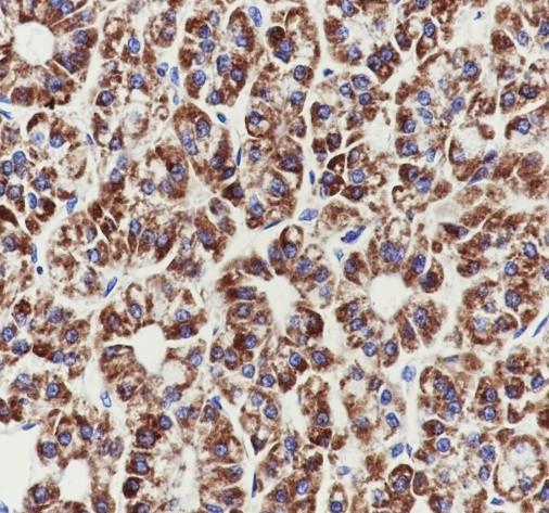 Recombinant TOMM22/TOM22 Monoclonal Antibody - 2