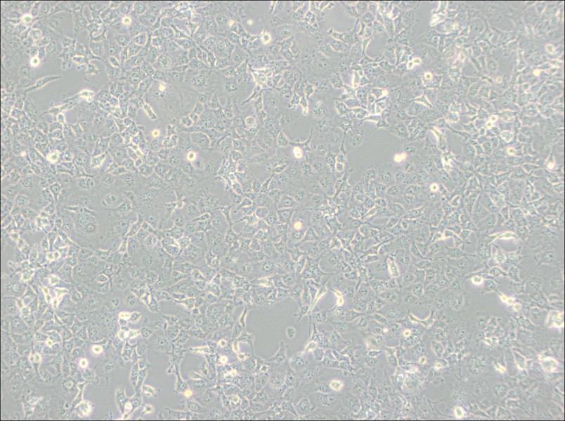 COS-7 Cell Complete MediumCOS-7 Cell Complete Medium - 3