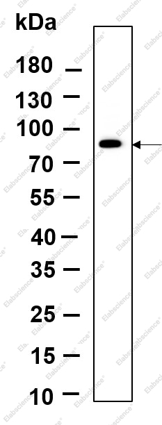 Recombinant IRAK-1 Monoclonal Antibody - 1