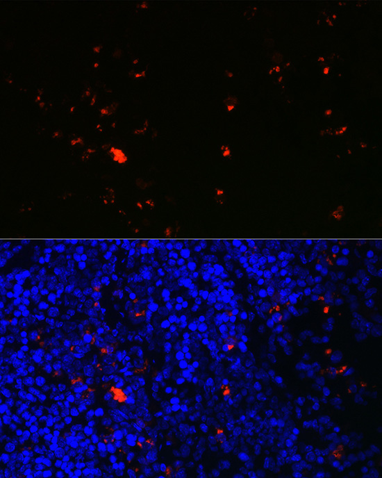 Immunofluorescence analysis of mouse spleen using RNASE2 Polyclonal Antibody at dilution of 1:100 (40x lens). Blue: DAPI for nuclear staining.