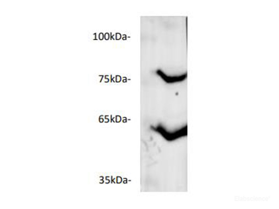 Western blot of mouse liver lysates with anti-ANGPTL3 polyclonal antibody at dilution of 1:500.