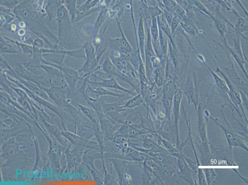 Human Umbilical Cord Mesenchymal Stem Cell Complete Medium - 5