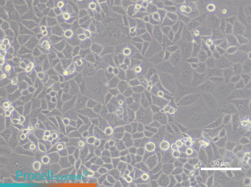 CC-LP-1 Cell Complete MediumCC-LP-1 Cell Complete Medium - 6