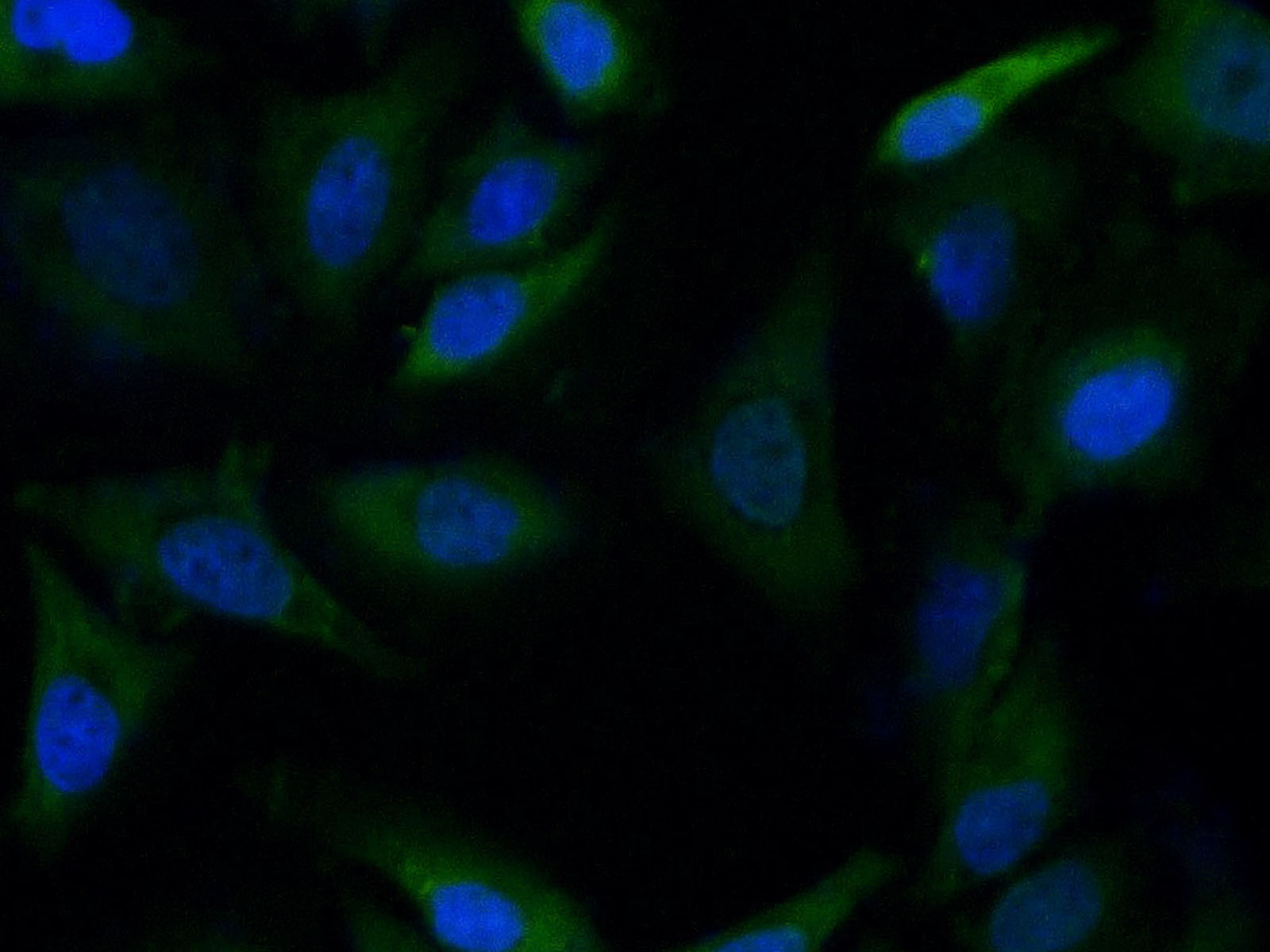 Purified Anti-Human CD274/PD-L1 Antibody[29E.2A3]-产品推荐-1