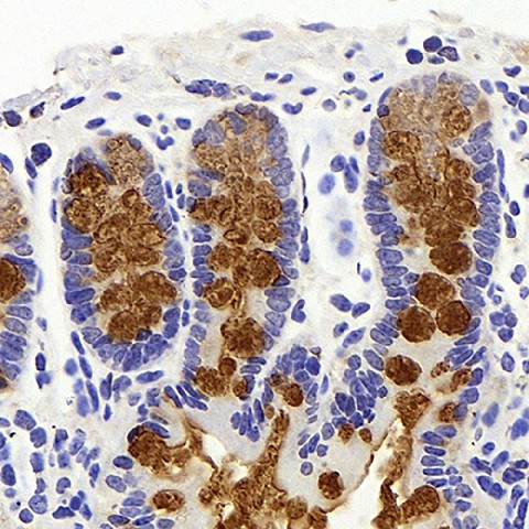 Immunohistochemistry analysis of paraffin-embedded mouse colon  using MUC2 Polyclonal Antibody at dilution of 1:600.