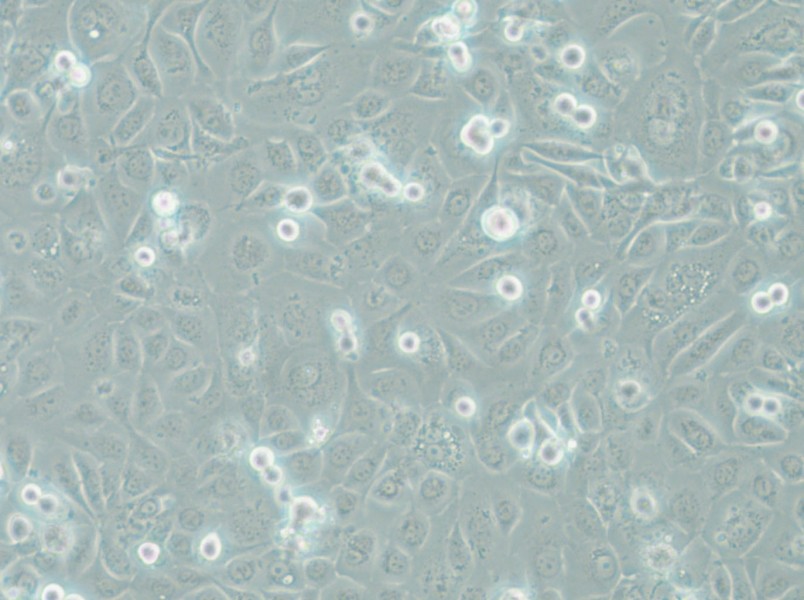 COLO-680N Cell Complete Medium - 6