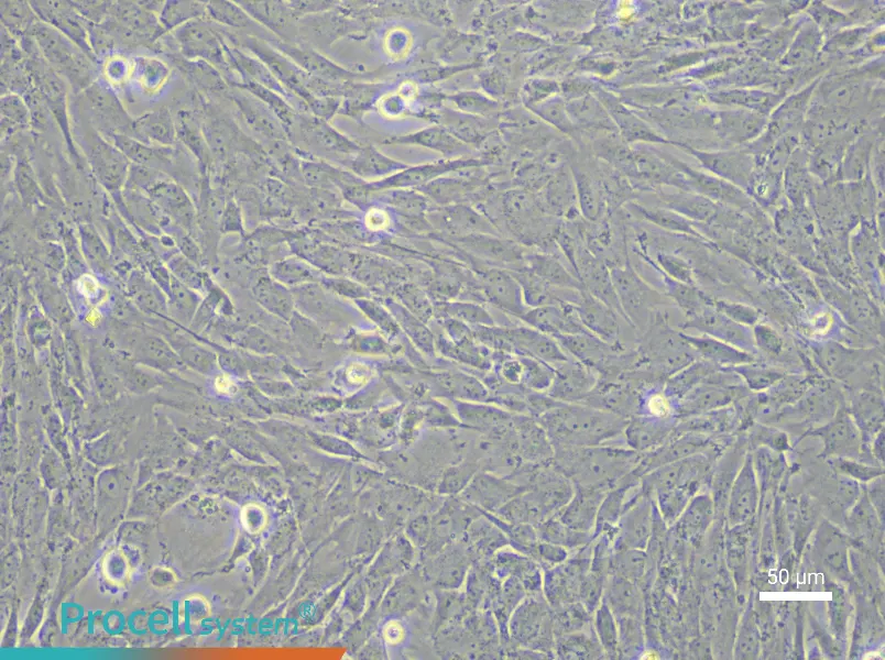 Porcine Bone Marrow Mesenchymal Stem Cell Complete Medium - 5