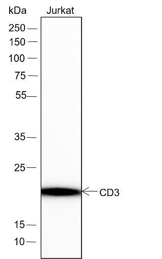 Recombinant CD3 epsilon Monoclonal Antibody-searchlist-1