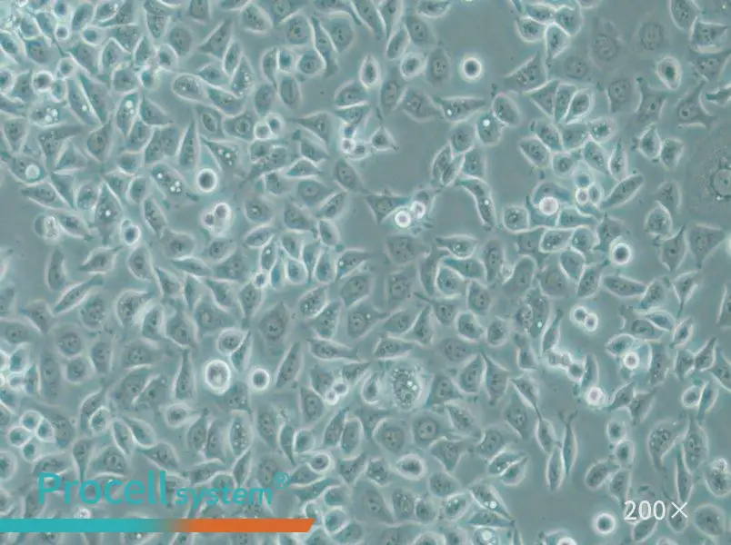 PC-9 Cell Complete Medium - small - 5