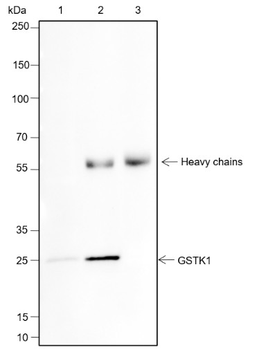 Recombinant GSTK1 Monoclonal Antibody - small - 4