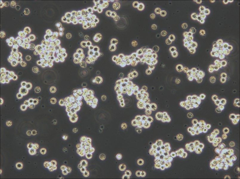 Akata Cell Complete Medium - small - 5