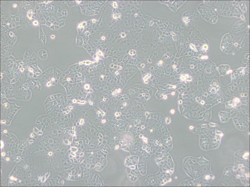 HEC-1-A Cell Complete Medium - 3