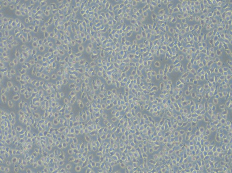 JM-1 Cell Complete Medium - 4