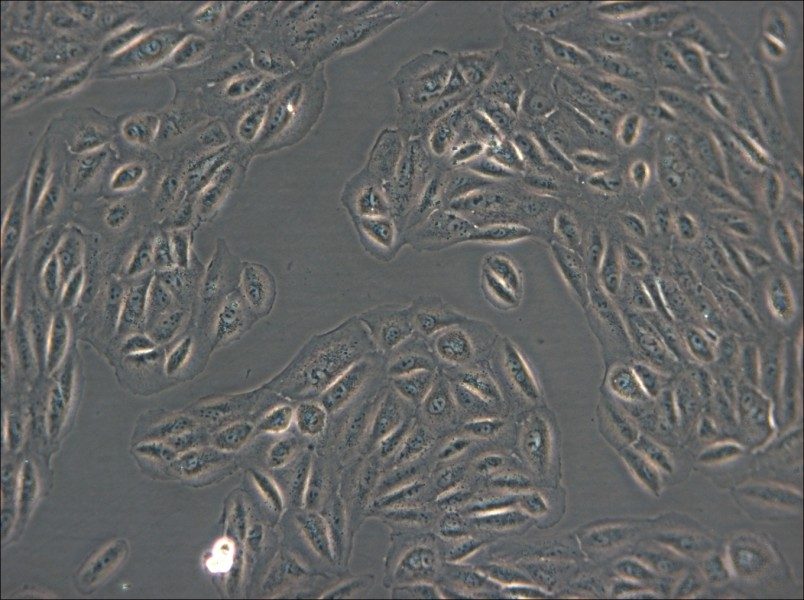 ARPE-19 Cell Complete Medium - 5
