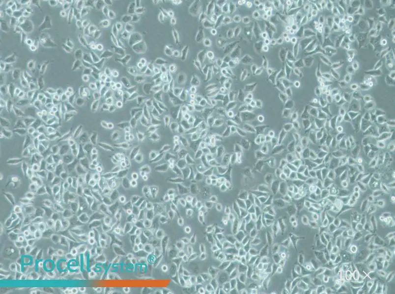 PC-9 Cell Complete Medium - 2