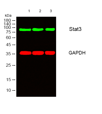 Recombinant STAT3 Monoclonal Antibody - 2