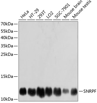 Western blot analysis of extracts of various cell lines using SNRPF Polyclonal Antibody at dilution of 1:3000.