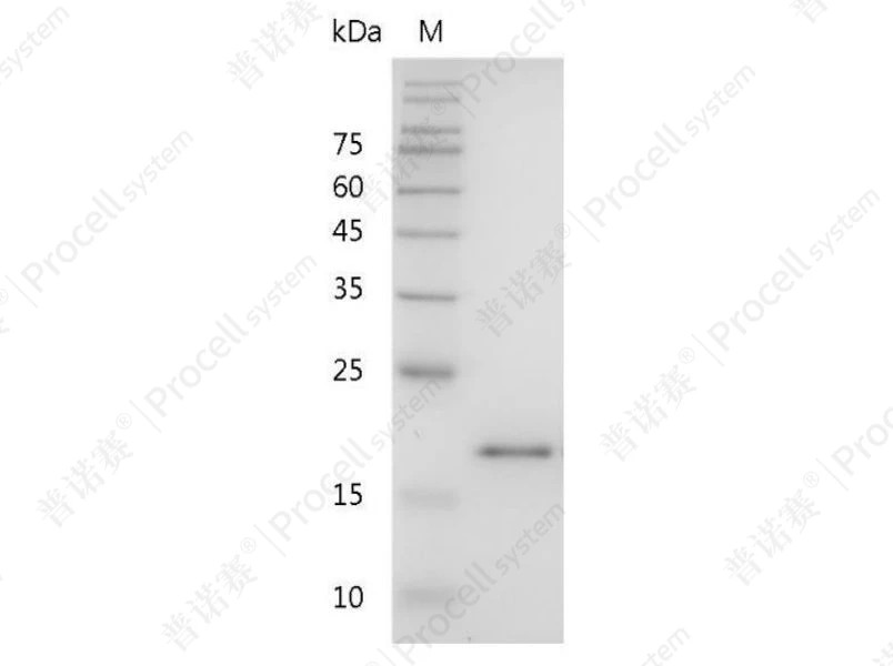 https://789.bio/ec/C4ZWmP