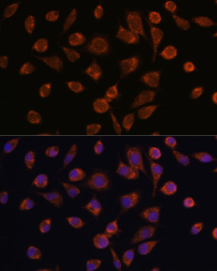 Immunofluorescence analysis of L929 cells using NDUFAF2 Polyclonal Antibody at dilution of  1:100. Blue: DAPI for nuclear staining.