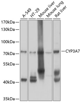 Western blot analysis of extracts of various cell lines using CYP3A7 Polyclonal Antibody at 1:1000 dilution.