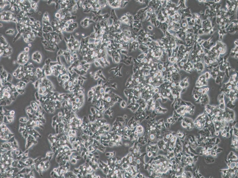 OE19 Cell Complete Medium-searchlist-1