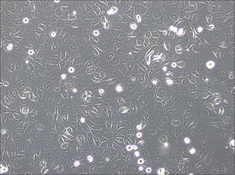 HSC-2 Cell Complete Medium - 3