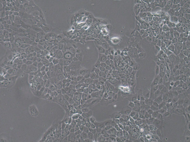 HT-3 Cell Complete Medium-searchlist-1