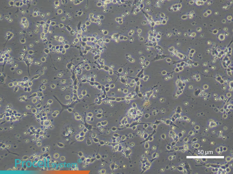 Mouse Trigeminal Neuron Complete Medium - small - 4