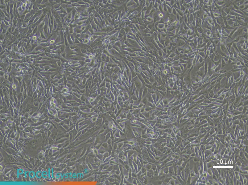Rabbit Bladder Smooth Muscle Cell Complete Medium - 3