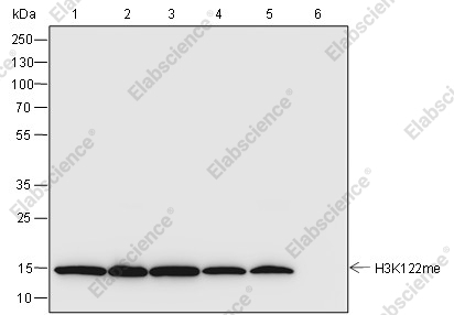 Recombinant Histone H3 (Mono Methyl Lys122) Monoclonal Antibody - 1