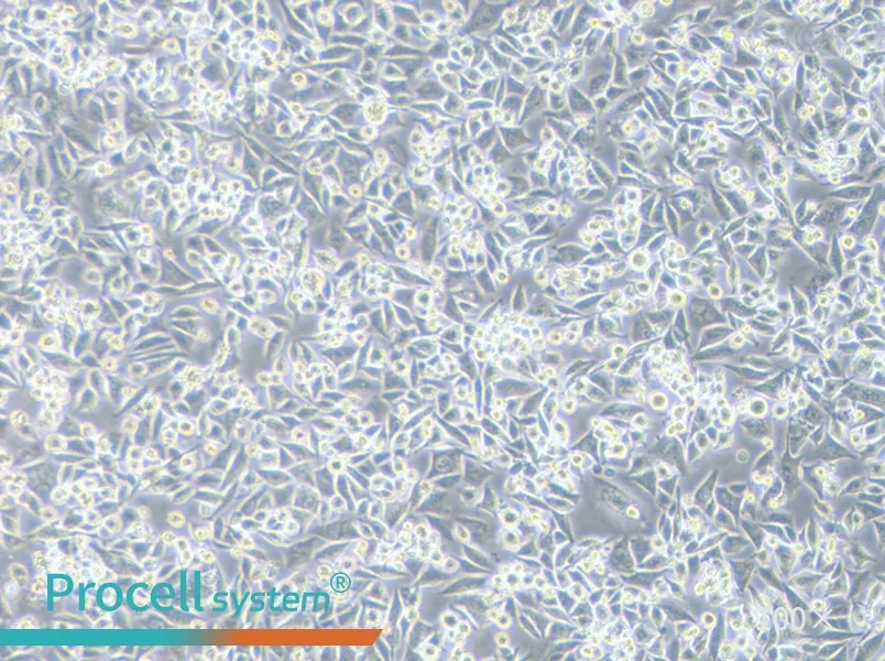 Calu-6 Cell Complete MediumCalu-6 Cell Complete Medium - 3