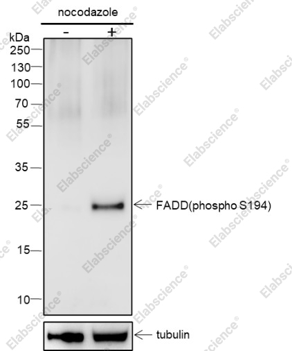 Recombinant Phospho-FADD (S194) Monoclonal Antibody - 1
