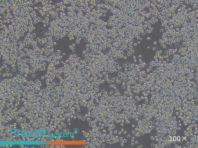 J774A.1 Cell Complete Medium - 2