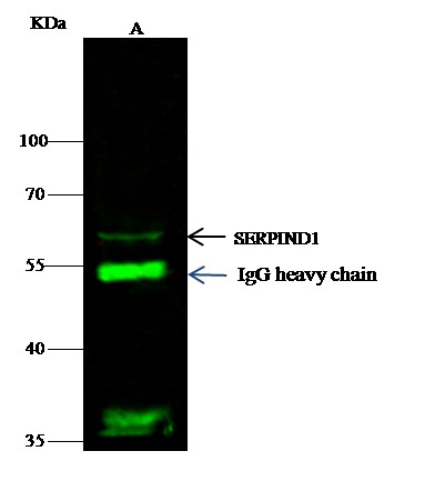 Recombinant SerpinD1/HCII Monoclonal Antibody-searchlist-1