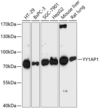 Western blot analysis of extracts of various cell lines using YY1AP1 Polyclonal Antibody at dilution of 1:3000.