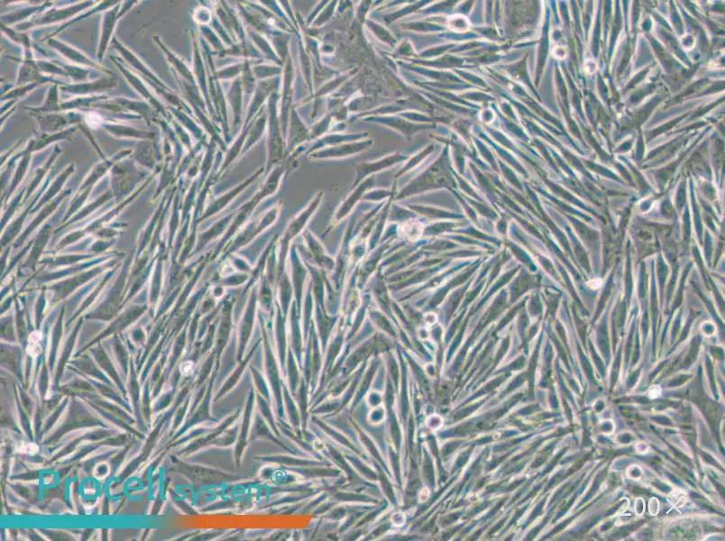 MEL270 Cell Complete Medium - 4