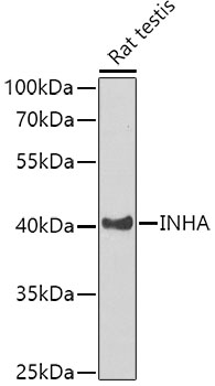 Western blot analysis of extracts of Rat testis using INHA Polyclonal Antibody at dilution of 1:1000.